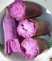 优质秦紫1号 紫皮洋葱的品种优势与市场价格解析